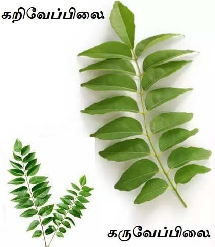 Curry Leaf single