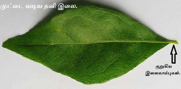 Curry Leaf  tree_single leaf