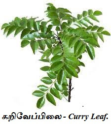 Curry Leaf