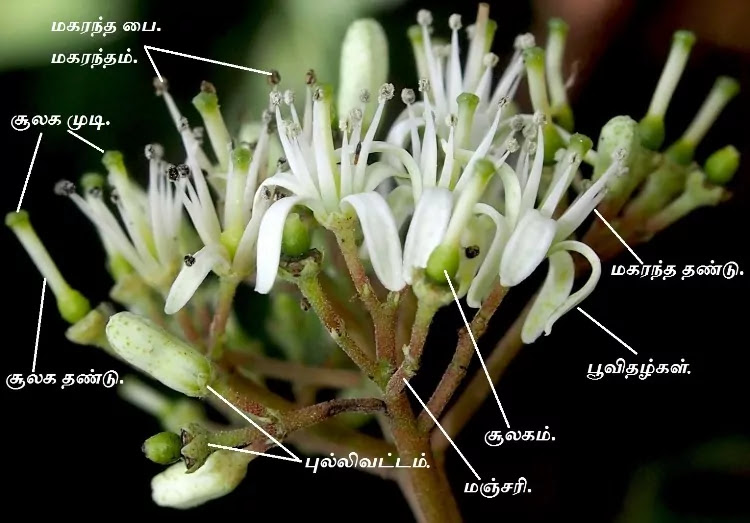 Curry-leaf-tree-bouquet-of-flower