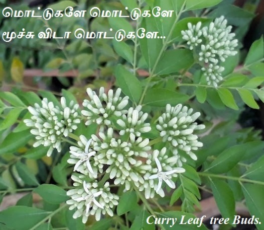 Curry leaf  tree buds