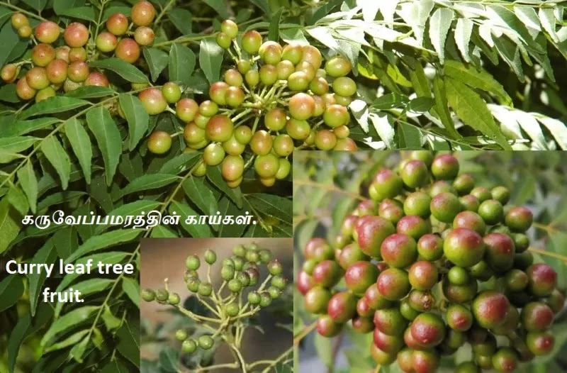 Curry leaf tree fruit