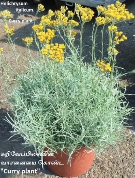 Helichrysum italicum_Curry plant