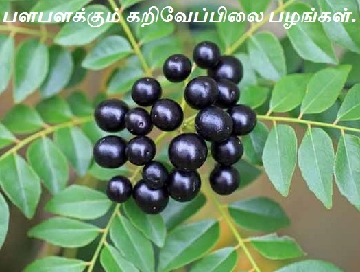 Indian-Curry-Leaf-Tree-fruit