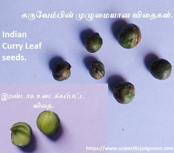 Indian Curry Leaf seeds