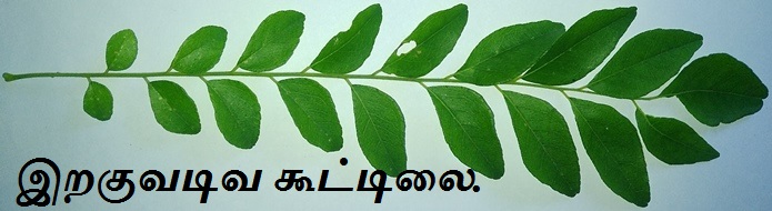 Karuveppilai Leaf