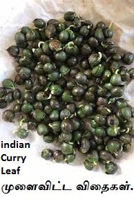 Karuveppilai seeds