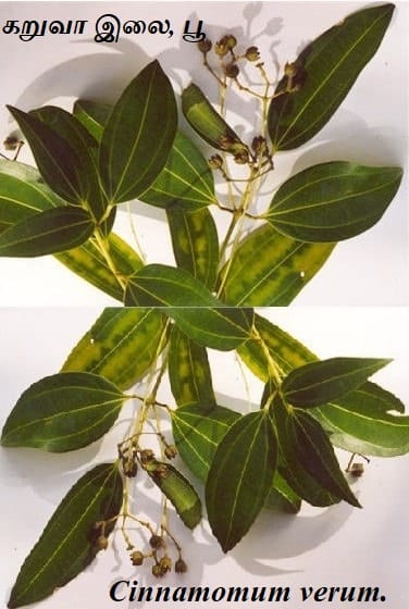 Cinnamomum verum